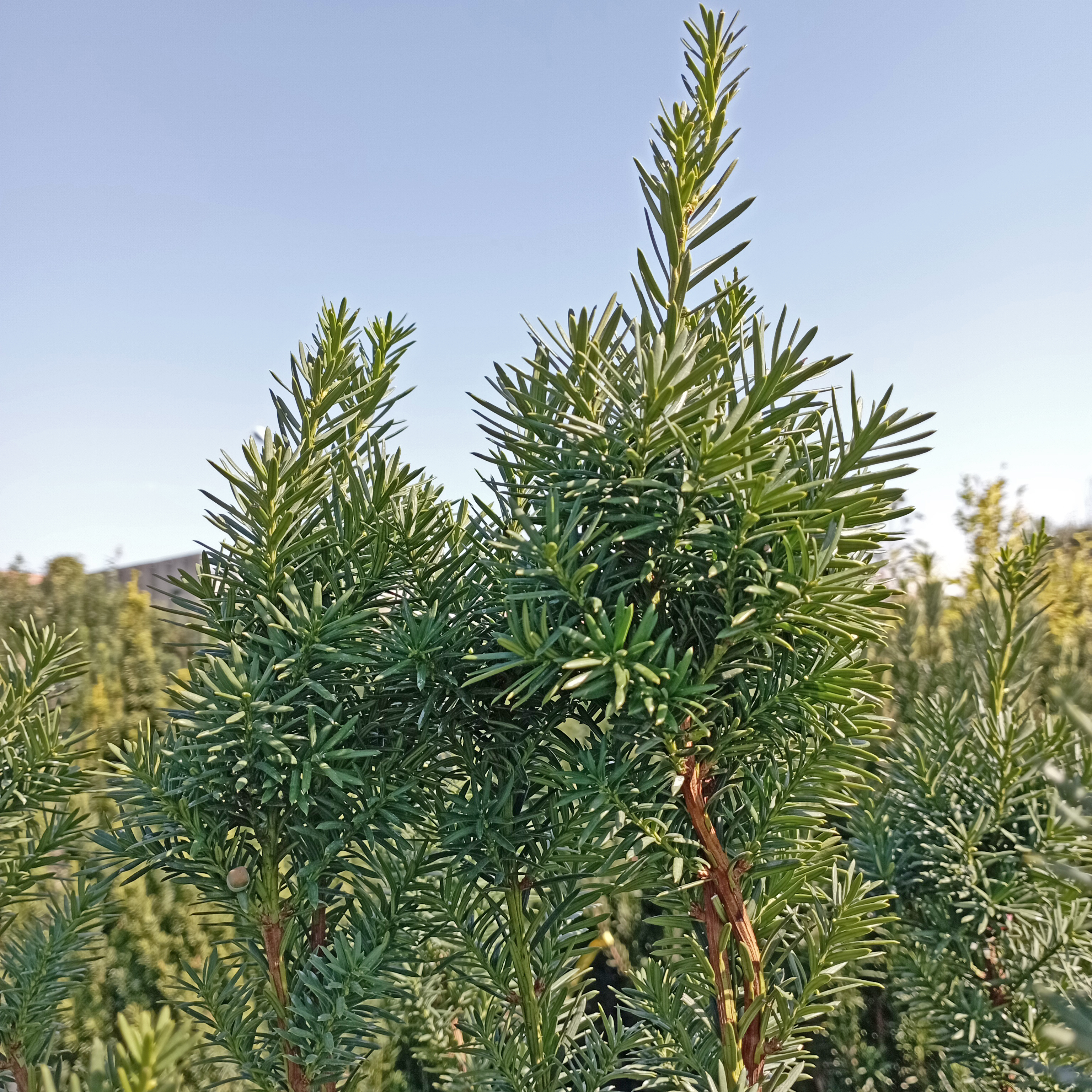 Oszlopos hibrid tiszafa Taxus x media 'Hicksii'